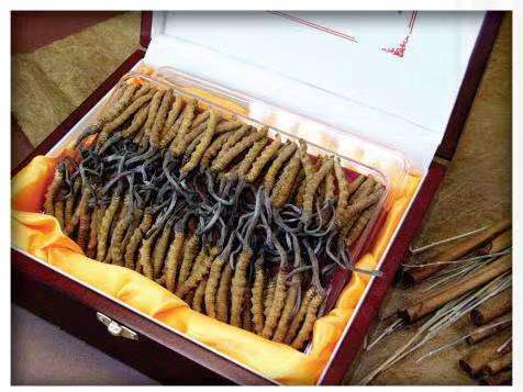 乌兰察布冬虫夏草回收